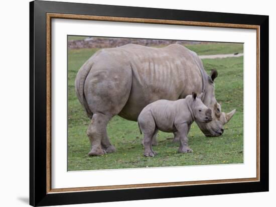 White Rhino and Baby-Lantern Press-Framed Art Print