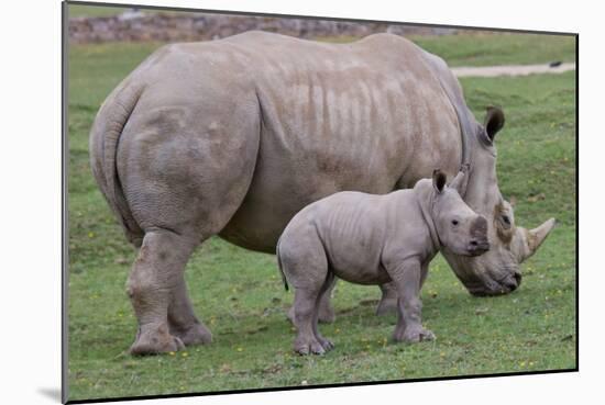 White Rhino and Baby-Lantern Press-Mounted Art Print