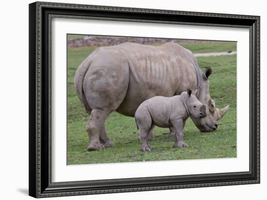 White Rhino and Baby-Lantern Press-Framed Art Print