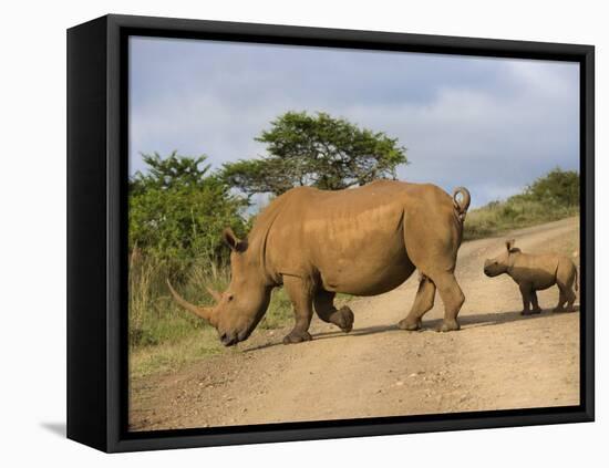 White Rhino and Calf, Ithala Game Reserve, Kwazulu Natal, South Africa-Toon Ann & Steve-Framed Premier Image Canvas