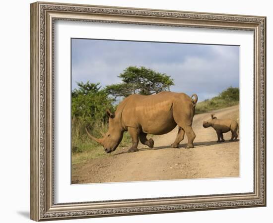 White Rhino and Calf, Ithala Game Reserve, Kwazulu Natal, South Africa-Toon Ann & Steve-Framed Photographic Print