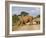 White Rhino and Calf, Ithala Game Reserve, Kwazulu Natal, South Africa-Toon Ann & Steve-Framed Photographic Print