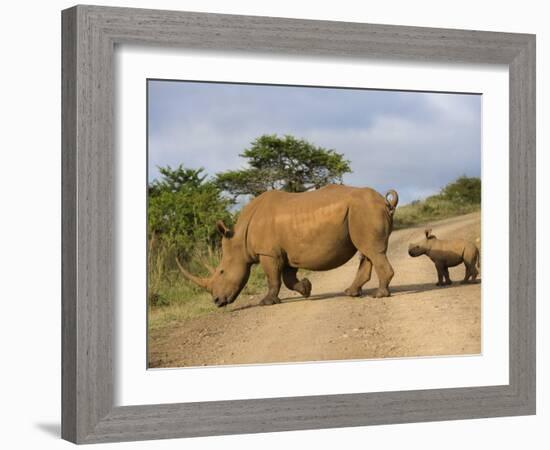 White Rhino and Calf, Ithala Game Reserve, Kwazulu Natal, South Africa-Toon Ann & Steve-Framed Photographic Print