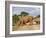 White Rhino and Calf, Ithala Game Reserve, Kwazulu Natal, South Africa-Toon Ann & Steve-Framed Photographic Print