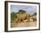 White Rhino and Calf, Ithala Game Reserve, Kwazulu Natal, South Africa-Toon Ann & Steve-Framed Photographic Print