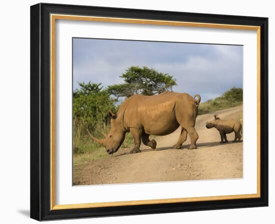 White Rhino and Calf, Ithala Game Reserve, Kwazulu Natal, South Africa-Toon Ann & Steve-Framed Photographic Print