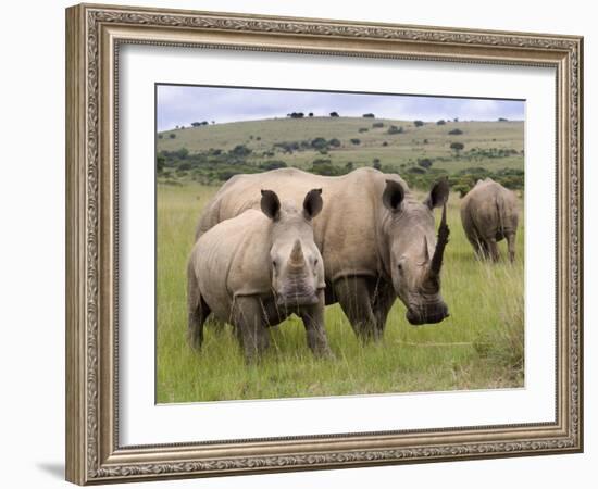 White Rhino, and Calf, Ithala Game Reserve, Kwazulu Natal, South Africa-Toon Ann & Steve-Framed Photographic Print