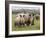 White Rhino, and Calf, Ithala Game Reserve, Kwazulu Natal, South Africa-Toon Ann & Steve-Framed Photographic Print