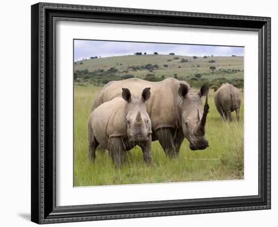 White Rhino, and Calf, Ithala Game Reserve, Kwazulu Natal, South Africa-Toon Ann & Steve-Framed Photographic Print