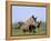 White Rhino (Ceratherium Simum) with Calf, Itala Game Reserve, South Africa, Africa-Steve & Ann Toon-Framed Premier Image Canvas