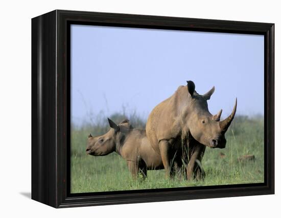 White Rhino (Ceratherium Simum) with Calf, Itala Game Reserve, South Africa, Africa-Steve & Ann Toon-Framed Premier Image Canvas