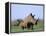 White Rhino (Ceratherium Simum) with Calf, Itala Game Reserve, South Africa, Africa-Steve & Ann Toon-Framed Premier Image Canvas
