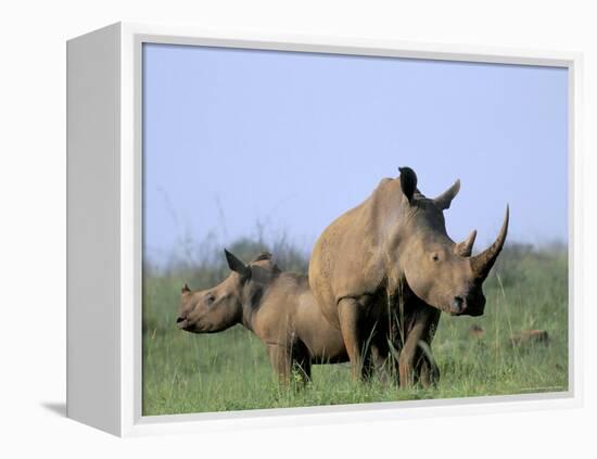 White Rhino (Ceratherium Simum) with Calf, Itala Game Reserve, South Africa, Africa-Steve & Ann Toon-Framed Premier Image Canvas