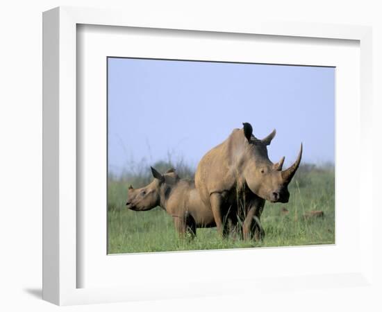 White Rhino (Ceratherium Simum) with Calf, Itala Game Reserve, South Africa, Africa-Steve & Ann Toon-Framed Photographic Print