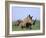 White Rhino (Ceratherium Simum) with Calf, Itala Game Reserve, South Africa, Africa-Steve & Ann Toon-Framed Photographic Print