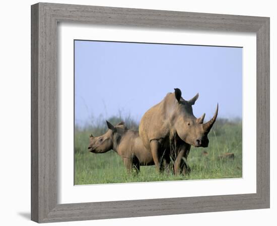 White Rhino (Ceratherium Simum) with Calf, Itala Game Reserve, South Africa, Africa-Steve & Ann Toon-Framed Photographic Print