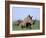 White Rhino (Ceratherium Simum) with Calf, Itala Game Reserve, South Africa, Africa-Steve & Ann Toon-Framed Photographic Print