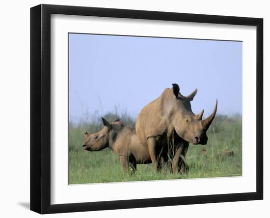 White Rhino (Ceratherium Simum) with Calf, Itala Game Reserve, South Africa, Africa-Steve & Ann Toon-Framed Photographic Print