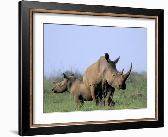 White Rhino (Ceratherium Simum) with Calf, Itala Game Reserve, South Africa, Africa-Steve & Ann Toon-Framed Photographic Print