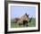 White Rhino (Ceratherium Simum) with Calf, Itala Game Reserve, South Africa, Africa-Steve & Ann Toon-Framed Photographic Print