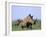 White Rhino (Ceratherium Simum) with Calf, Itala Game Reserve, South Africa, Africa-Steve & Ann Toon-Framed Photographic Print