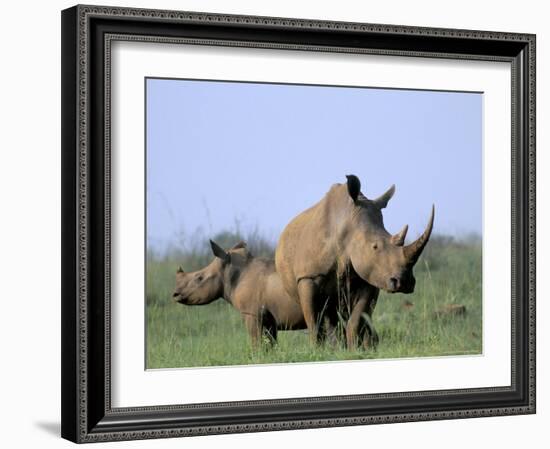 White Rhino (Ceratherium Simum) with Calf, Itala Game Reserve, South Africa, Africa-Steve & Ann Toon-Framed Photographic Print