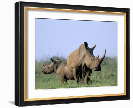 White Rhino (Ceratherium Simum) with Calf, Itala Game Reserve, South Africa, Africa-Steve & Ann Toon-Framed Photographic Print