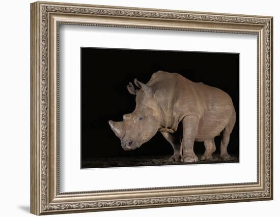White rhino (Ceratotherium simum) at night, Zimanga private game reserve, KwaZulu-Natal-Ann and Steve Toon-Framed Photographic Print