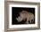 White rhino (Ceratotherium simum) at night, Zimanga private game reserve, KwaZulu-Natal-Ann and Steve Toon-Framed Photographic Print