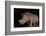 White rhino (Ceratotherium simum) at night, Zimanga private game reserve, KwaZulu-Natal-Ann and Steve Toon-Framed Photographic Print