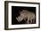 White rhino (Ceratotherium simum) at night, Zimanga private game reserve, KwaZulu-Natal-Ann and Steve Toon-Framed Photographic Print