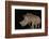 White rhino (Ceratotherium simum) at night, Zimanga private game reserve, KwaZulu-Natal-Ann and Steve Toon-Framed Photographic Print