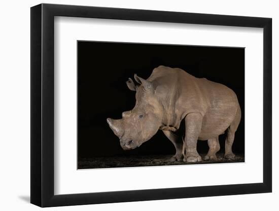 White rhino (Ceratotherium simum) at night, Zimanga private game reserve, KwaZulu-Natal-Ann and Steve Toon-Framed Photographic Print