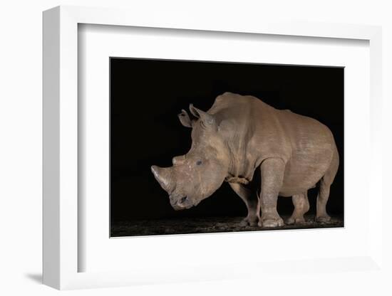 White rhino (Ceratotherium simum) at night, Zimanga private game reserve, KwaZulu-Natal-Ann and Steve Toon-Framed Photographic Print