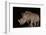 White rhino (Ceratotherium simum) at night, Zimanga private game reserve, KwaZulu-Natal-Ann and Steve Toon-Framed Photographic Print