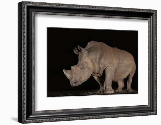 White rhino (Ceratotherium simum) at night, Zimanga private game reserve, KwaZulu-Natal-Ann and Steve Toon-Framed Photographic Print