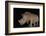 White rhino (Ceratotherium simum) at night, Zimanga private game reserve, KwaZulu-Natal-Ann and Steve Toon-Framed Photographic Print