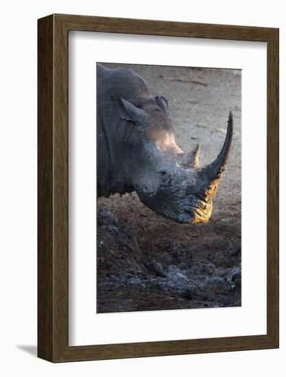 White Rhino (Ceratotherium Simum) at Waterhole-Ann and Steve Toon-Framed Photographic Print