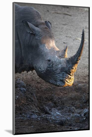 White Rhino (Ceratotherium Simum) at Waterhole-Ann and Steve Toon-Mounted Photographic Print