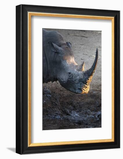 White Rhino (Ceratotherium Simum) at Waterhole-Ann and Steve Toon-Framed Photographic Print