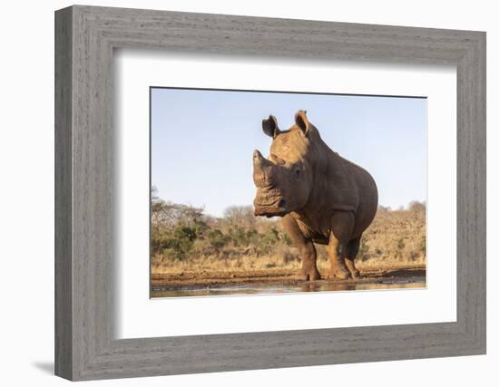 White rhino (Ceratotherium simum) bull at water, Zimanga private game reserve, KwaZulu-Natal-Ann and Steve Toon-Framed Photographic Print