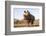 White rhino (Ceratotherium simum) bull at water, Zimanga private game reserve, KwaZulu-Natal-Ann and Steve Toon-Framed Photographic Print