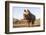 White rhino (Ceratotherium simum) bull at water, Zimanga private game reserve, KwaZulu-Natal-Ann and Steve Toon-Framed Photographic Print