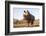 White rhino (Ceratotherium simum) bull at water, Zimanga private game reserve, KwaZulu-Natal-Ann and Steve Toon-Framed Photographic Print