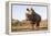 White rhino (Ceratotherium simum) bull at water, Zimanga private game reserve, KwaZulu-Natal-Ann and Steve Toon-Framed Premier Image Canvas