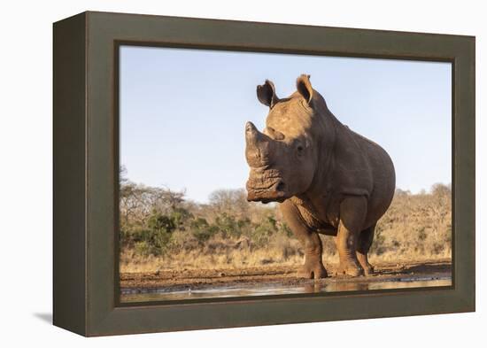 White rhino (Ceratotherium simum) bull at water, Zimanga private game reserve, KwaZulu-Natal-Ann and Steve Toon-Framed Premier Image Canvas