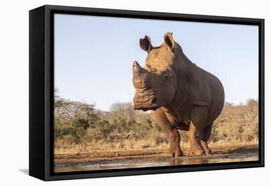 White rhino (Ceratotherium simum) bull at water, Zimanga private game reserve, KwaZulu-Natal-Ann and Steve Toon-Framed Premier Image Canvas