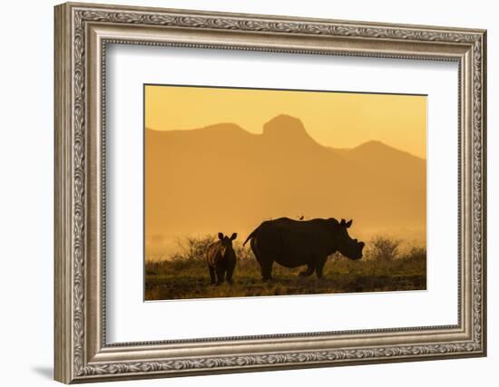 White rhino, Ceratotherium simum, calf and cow, Zimanga private game reserve, KwaZulu-Natal-Ann & Steve Toon-Framed Photographic Print