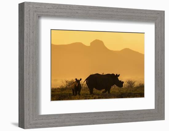 White rhino, Ceratotherium simum, calf and cow, Zimanga private game reserve, KwaZulu-Natal-Ann & Steve Toon-Framed Photographic Print