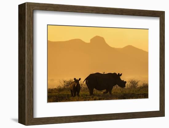 White rhino, Ceratotherium simum, calf and cow, Zimanga private game reserve, KwaZulu-Natal-Ann & Steve Toon-Framed Photographic Print